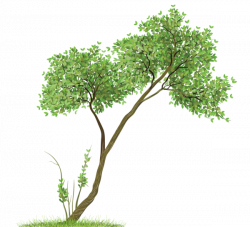 Прозрачный Дерево PNG Clipart | Деревья | Pinterest | Clip art, Tree ...