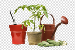 Brown watering can, Gardening tools and small potted plants ...