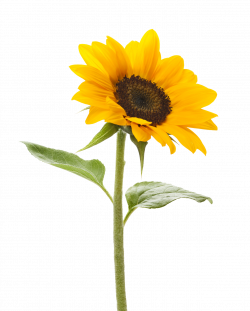 Sunflower | Treasure Garden | Pinterest | Sunflowers and Plants