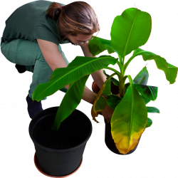 Replanting His Banana Trees PNG Image - PurePNG | Free transparent ...
