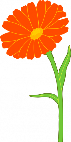28+ Collection of Marigold Flower Clipart | High quality, free ...
