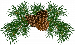28+ Collection of Christmas Pine Cone Clipart | High quality, free ...