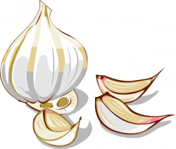 Garlic clip art Free vector in Open office drawing svg ( .svg ...