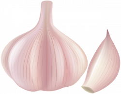 Garlic PNG Clip Art | Gallery Yopriceville - High-Quality Images ...