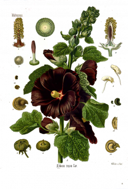 Althaea Rosea Cav. Illustration by Walther Müller 1887. PNG format ...