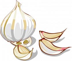 Onion Clipart Shallot Garlic Clipart - Clip Art Library