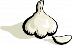 Clipart - garlic