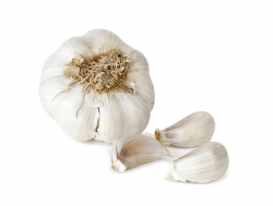 garlic png file png - Free PNG Images | TOPpng