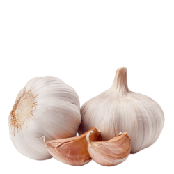 Garlic PNG Transparent Free Images | PNG Only
