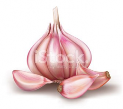 Garlic premium clipart - ClipartLogo.com