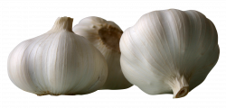 Garlics PNG Image - PurePNG | Free transparent CC0 PNG Image Library