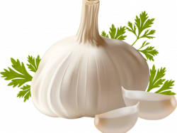 19 Garlic clipart HUGE FREEBIE! Download for PowerPoint ...
