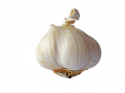 Garlic Single transparent PNG - StickPNG