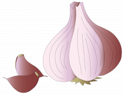 Garlic Vegetable - A garlic 1635*1287 transprent Png Free Download ...