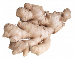 Ginger Root PNG Image - PurePNG | Free transparent CC0 PNG Image Library