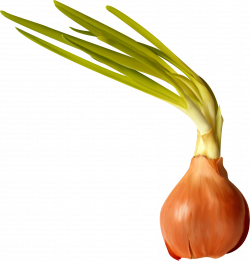 Onion Garlic Food Clip art - Pretty creative onion 1815*1900 ...