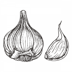 28+ Collection of Garlic Drawing Png | High quality, free cliparts ...