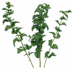 Herb Nettles Leaf vegetable Parsley Clip art - Mint 1148*1080 ...