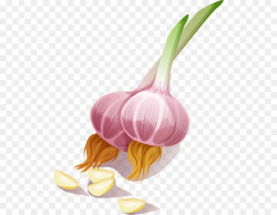 Onion Cartoon png download - 565*700 - Free Transparent ...