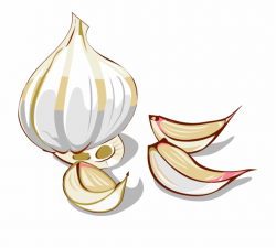 Onion Clipart Shallot - Garlic Clipart Free PNG Images ...
