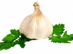 Garlic PNG Image 2 | PNG Transparent best stock photos