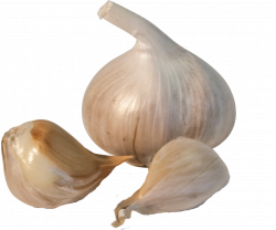 Garlic PNG Images Transparent Free Download | PNGMart.com
