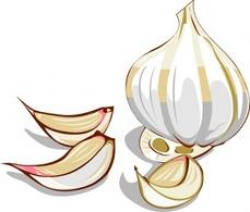 Garlic clip art Free Vector - Clip Art Library