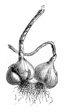 Garlic Illustration | Vintage Garden Vegetable Clipart Stock ...