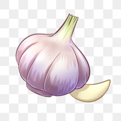 Hand Painted Garlic Png, Vector, PSD, and Clipart With ...
