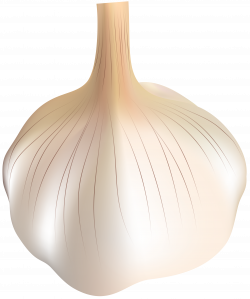 Garlic Transparent PNG Clip Art | Gallery Yopriceville - High ...