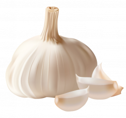 Garlic Clipart PNG Picture | Gallery Yopriceville - High-Quality ...