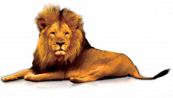 Lions Gate Clip art - lion 1111*627 transprent Png Free Download ...