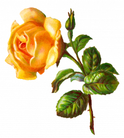 digital rose clip art | Save it! | Pinterest | Clip art, Rose images ...