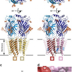 PDF) Structural basis for GABAA receptor...