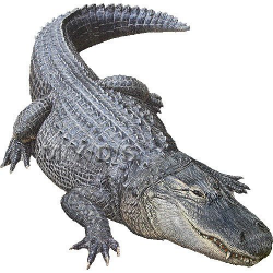free gator pics | American Alligator, Alligator ...