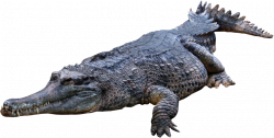 Crocodile PNG | Web Icons PNG