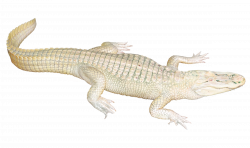 White Crocodile PNG Transparent Image - PngPix