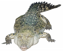 Crocodile Alligator PNG Transparent Image - PngPix
