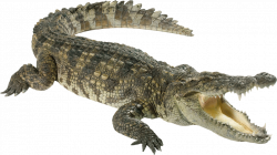 Crocodile-free-PNG-transparent-background-images-free-download ...