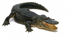 Crocodile PNG Images With Transparent Background (52 Images) - Free ...