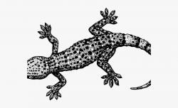 Leopard Lizard Clipart Guitar - Animals That Crawl Drawing ...