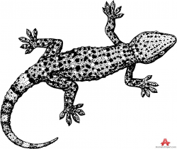 Lizard clipart black and white #15 | school NS | Clipart ...