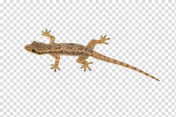Brown lizard illustration, Lizard Reptile House geckos ...
