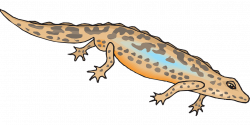 Newt Salamander Gecko Clip art - salamander 1280*640 transprent Png ...