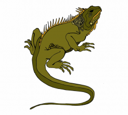 Horned Lizard Png Transparent - Lizard Clipart Transparent ...