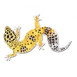 Adorable Leopard Gecko Pet Lizard - 5 Inch Full Color Vinyl Decal for  Indoor or Outdoor use, Cars, Laptops, Décor, Windows, and more