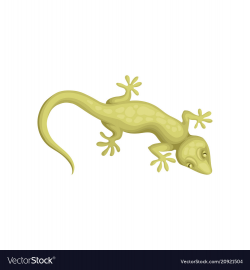 Gecko Clipart yellow spotted lizard 9 - 999 X 1080 Free Clip ...