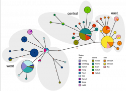 Median-Joining network of COI haplotypes. Colours of the haplogroups ...