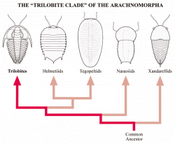 Trilobite Classification Chart