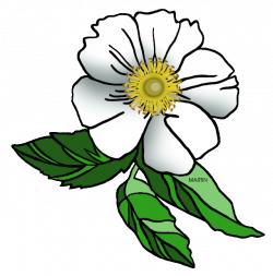 Georgia State Flower Clipart
